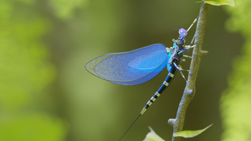 kevin-lorengel-dragonfly-small