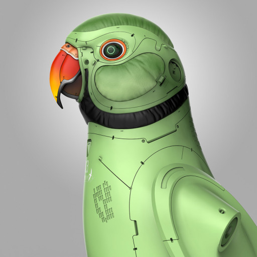 amin-akhshi-002-rose-ringed-parakeet